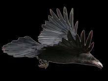 Raven