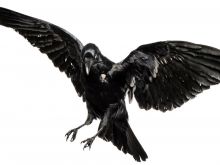 Raven