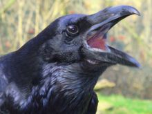 Raven