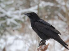 Raven