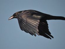 Raven