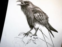 Raven