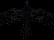Raven