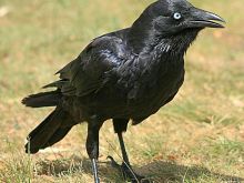 Raven