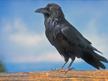 Raven
