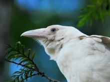 Raven