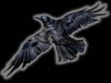 Raven