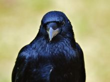 Raven