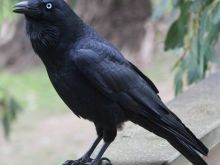 Raven