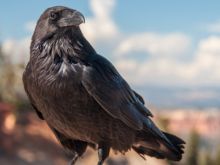 Raven