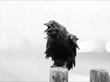 Raven