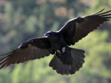 Raven