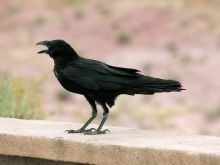 Raven
