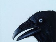 Raven
