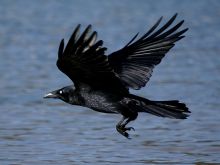 Raven