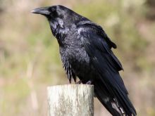 Raven