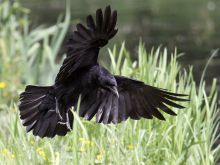 Raven