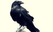 Raven