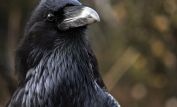 Raven