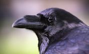 Raven