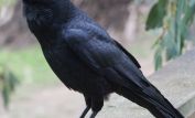 Raven