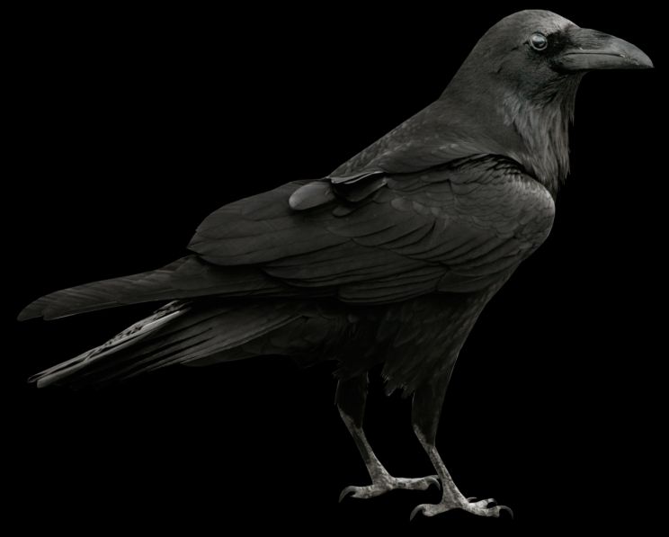 Raven