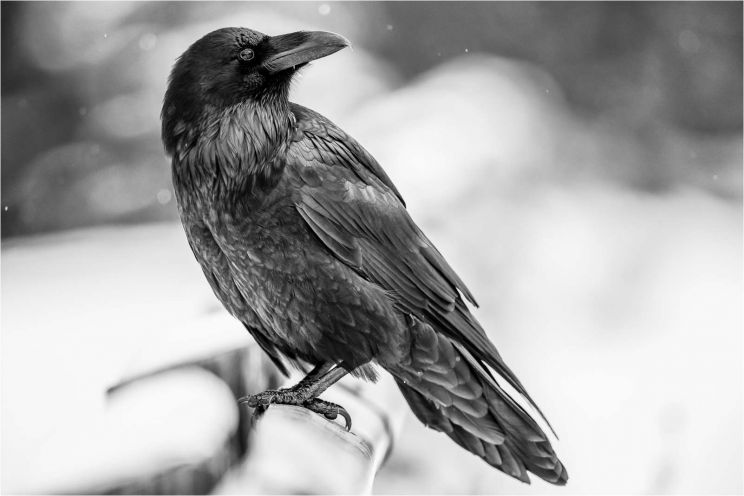 Raven