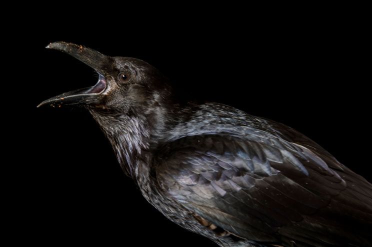 Raven