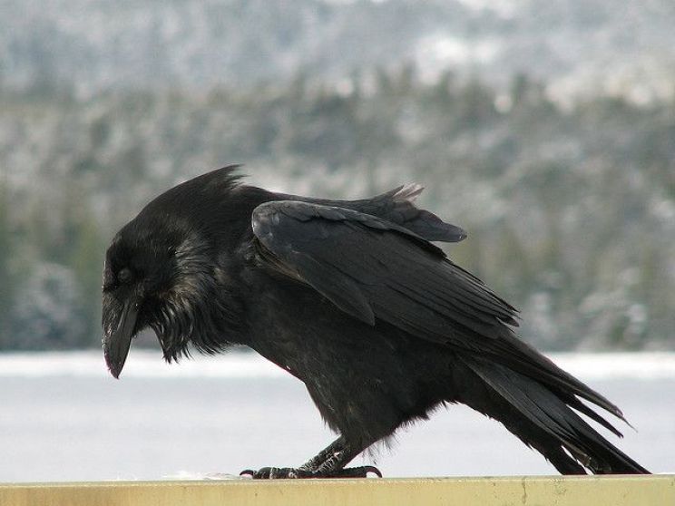 Raven