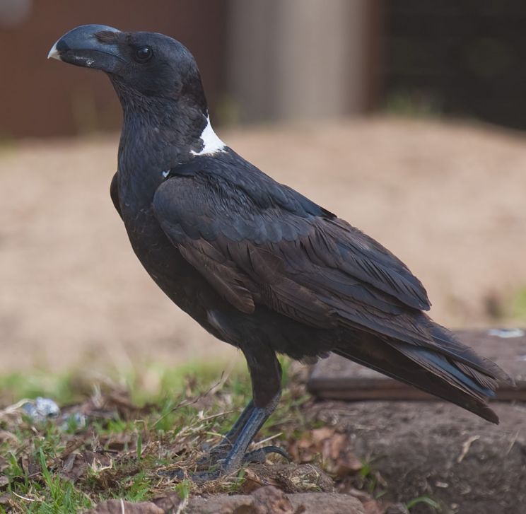 Raven