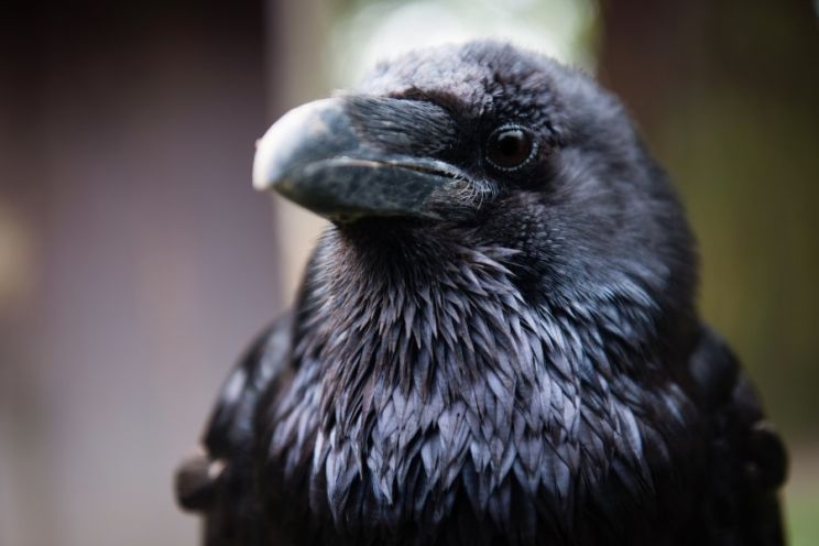 Raven