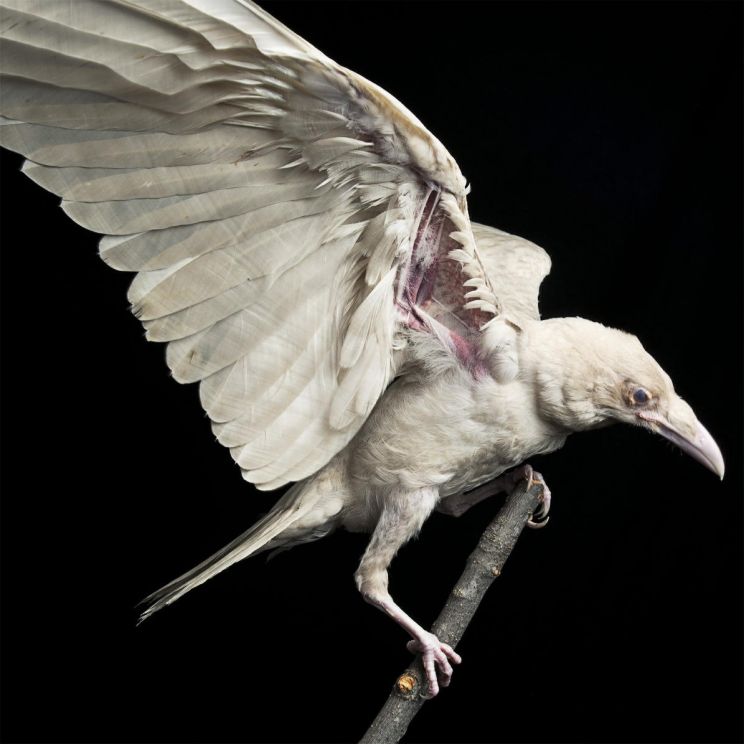 Raven