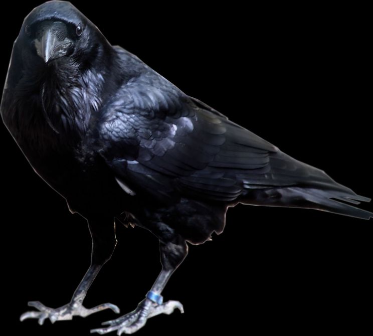 Raven