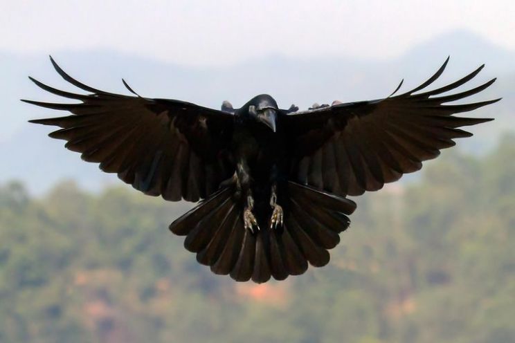 Raven