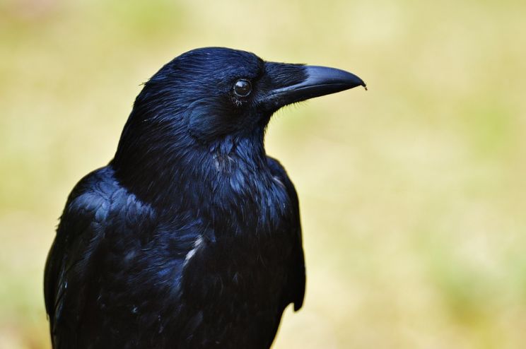 Raven