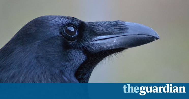 Raven