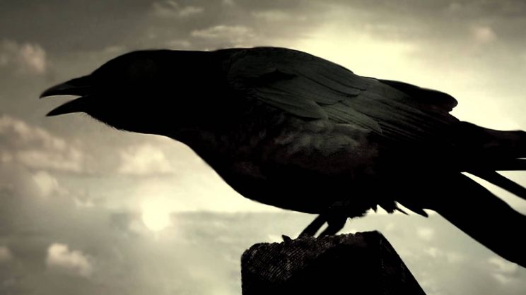 Raven