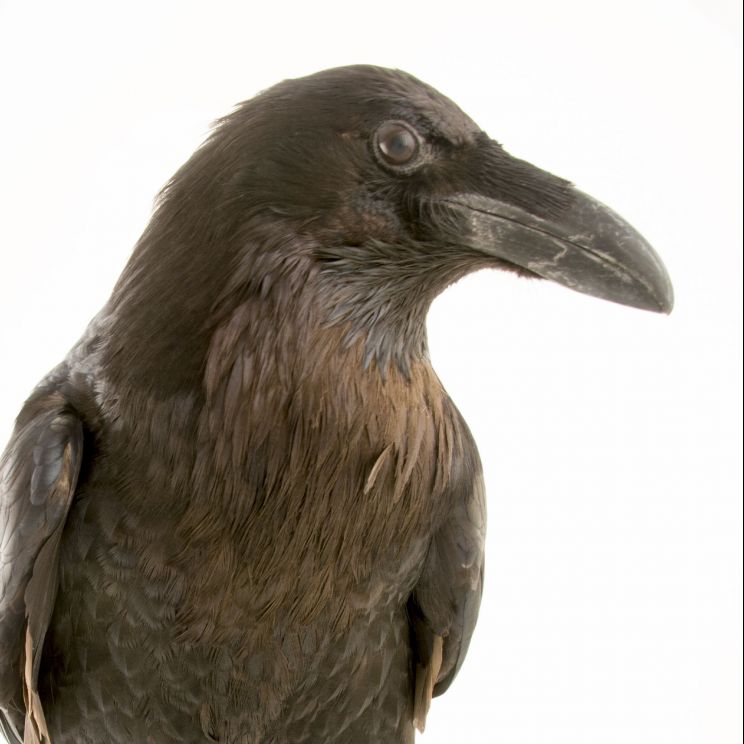 Raven