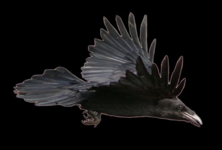 Raven