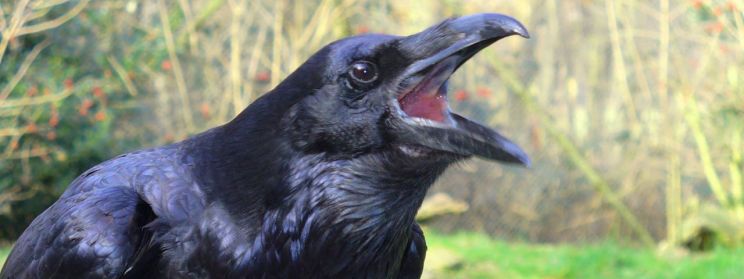 Raven