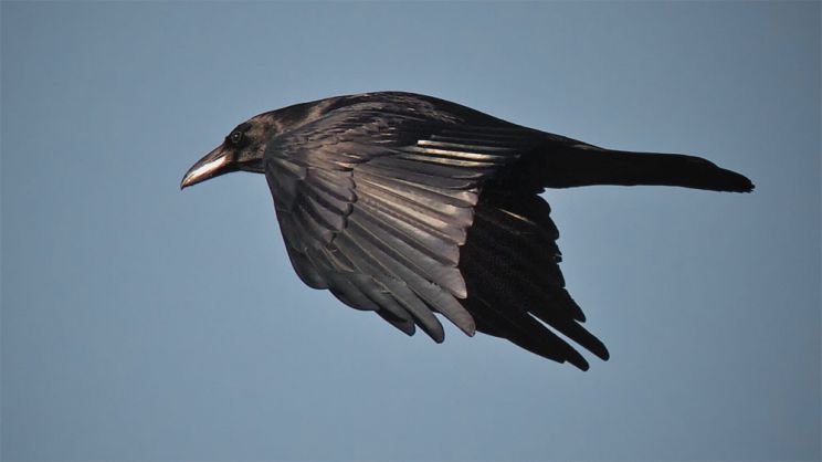 Raven