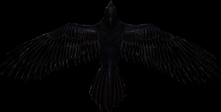 Raven