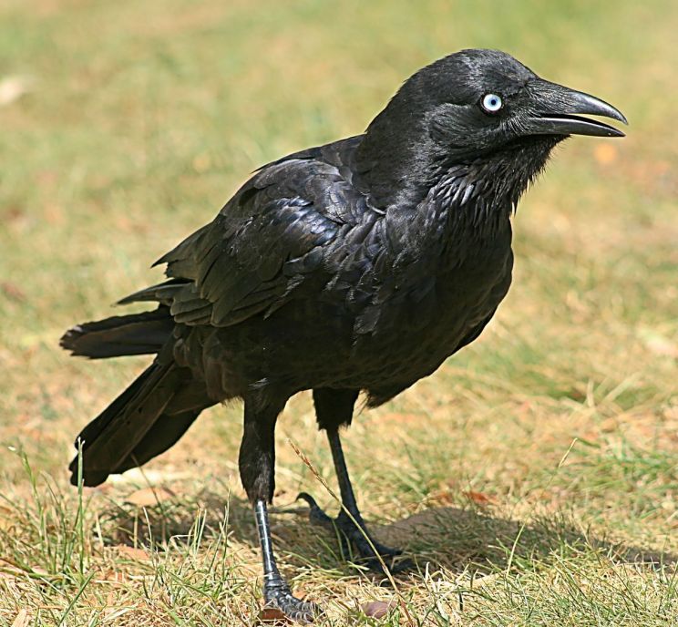 Raven