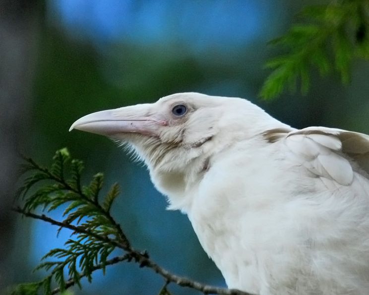 Raven