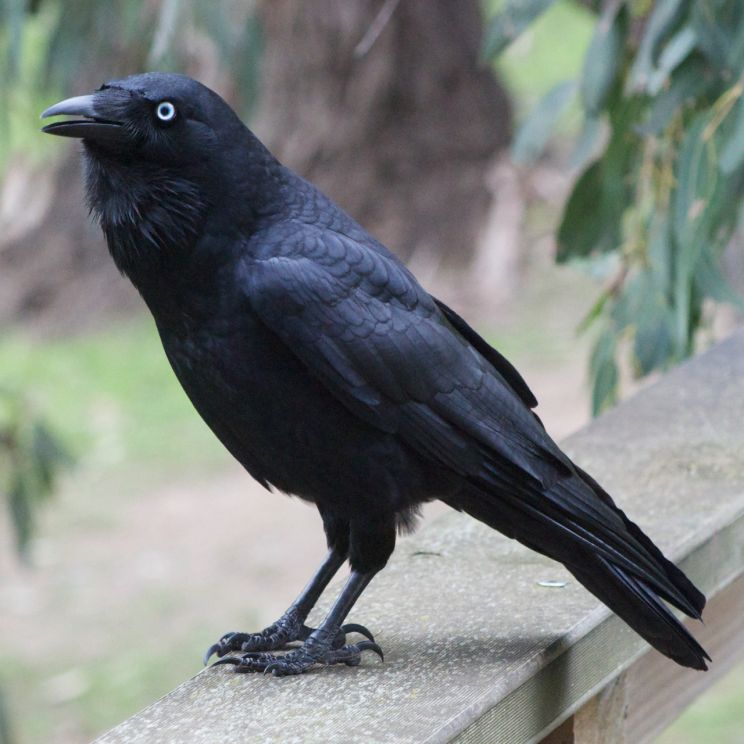 Raven