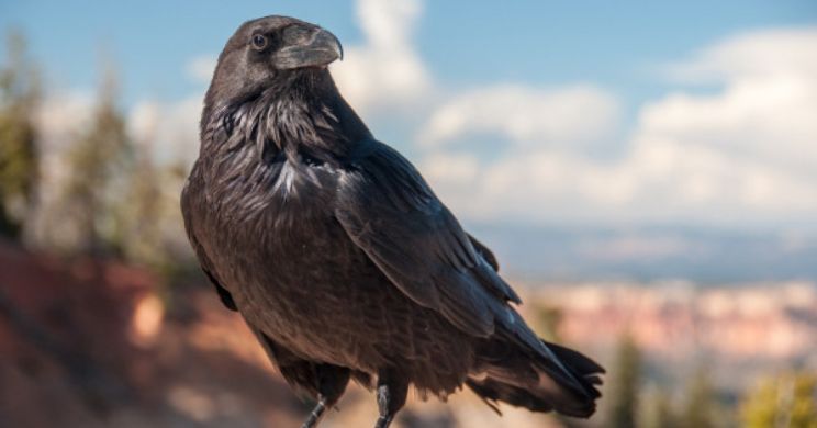Raven