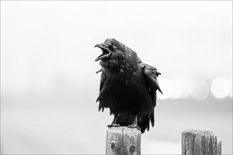 Raven