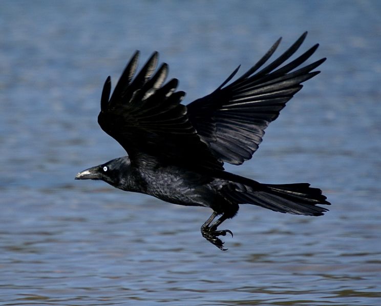 Raven