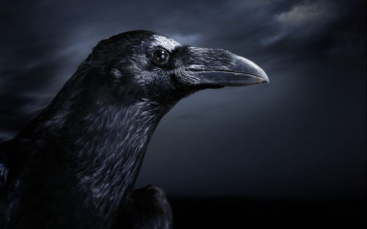 Raven