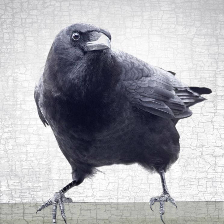 Raven